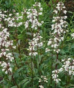 Garden Goods Direct Perennials Penstemon Husker Red