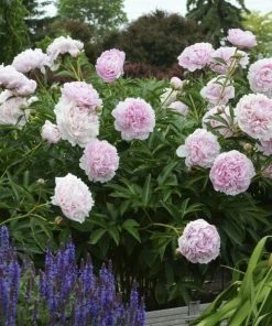 Garden Goods Direct Perennials Sarah Bernhardt Peony
