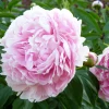 Garden Goods Direct Perennials Sarah Bernhardt Peony