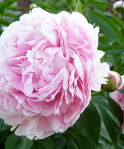 Garden Goods Direct Perennials Sarah Bernhardt Peony