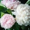 Garden Goods Direct Perennials Shirley Temple Peony