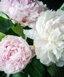 Garden Goods Direct Perennials Shirley Temple Peony