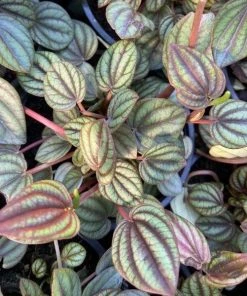 Garden Goods Direct House Plants Peperomia Piccolo Banda