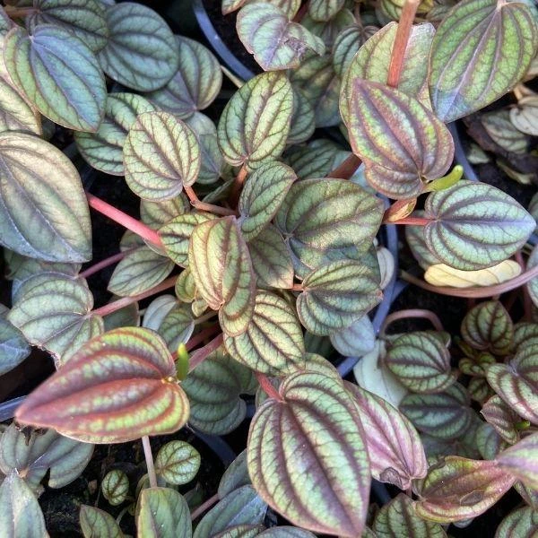 Garden Goods Direct House Plants Peperomia Piccolo Banda 2 Garden Goods Direct House Plants Peperomia Piccolo Banda