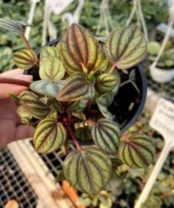 Garden Goods Direct House Plants Peperomia Piccolo Banda 6 Garden Goods Direct House Plants Peperomia Piccolo Banda