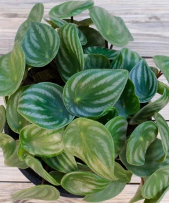 Garden Goods Direct House Plants Watermelon Peperomia