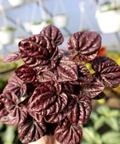 Garden Goods Direct Schumi Red Peperomia House Plants