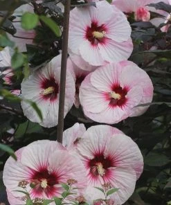 Garden Goods Direct Perennials Hibiscus Summerific Perfect Storm