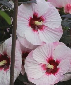 Garden Goods Direct Perennials Hibiscus Summerific Perfect Storm