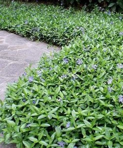 Garden Goods Direct Periwinkle Plants
