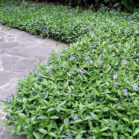 Garden Goods Direct Periwinkle Plants 2 Garden Goods Direct Periwinkle Plants