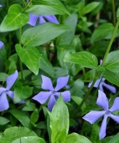 Garden Goods Direct Periwinkle Plants