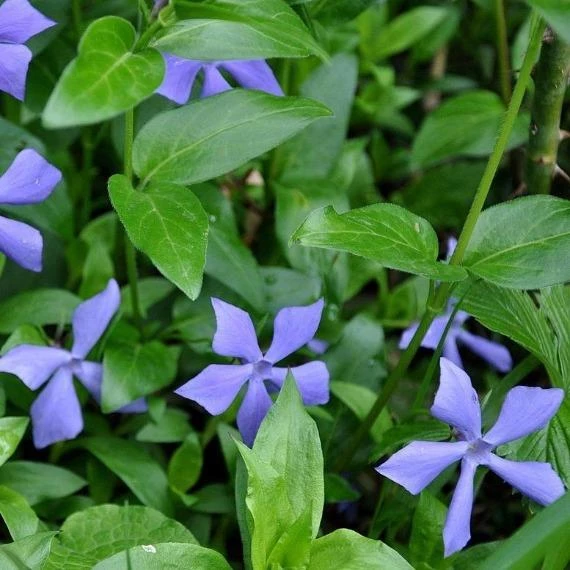 Garden Goods Direct Periwinkle Plants 1 Garden Goods Direct Periwinkle Plants