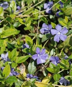 Garden Goods Direct Periwinkle Plants 6 Garden Goods Direct Periwinkle Plants