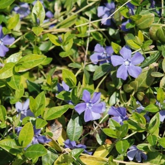 Garden Goods Direct Periwinkle Plants 3 Garden Goods Direct Periwinkle Plants