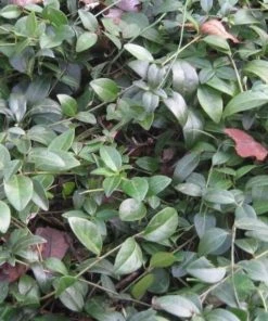 Garden Goods Direct Periwinkle Plants 7 Garden Goods Direct Periwinkle Plants