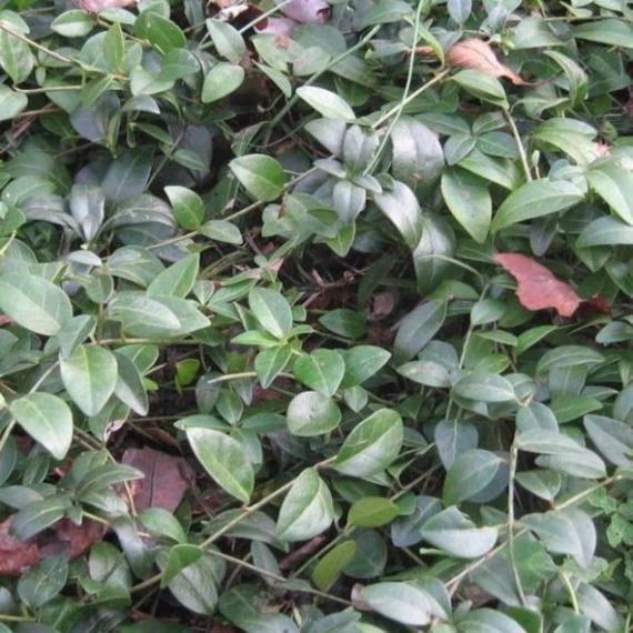 Garden Goods Direct Periwinkle Plants 4 Garden Goods Direct Periwinkle Plants