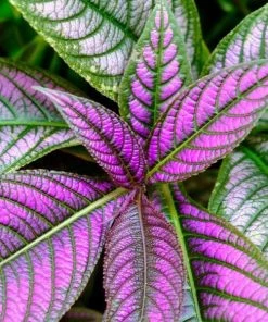 Garden Goods Direct Annuals Persian Shield Plant