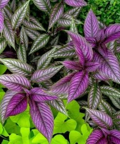Garden Goods Direct Annuals Persian Shield Plant