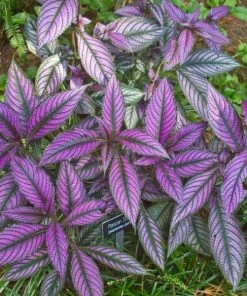 Garden Goods Direct Annuals Persian Shield Plant