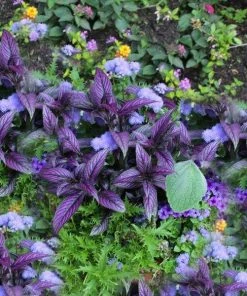 Garden Goods Direct Annuals Persian Shield Plant