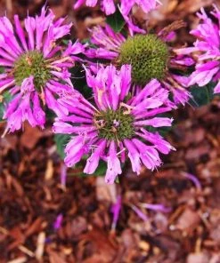 Garden Goods Direct Perennials Monarda Petite Delight