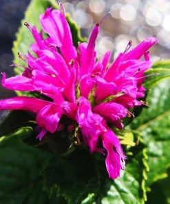Garden Goods Direct Perennials Monarda Petite Delight