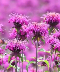 Garden Goods Direct Perennials Monarda Petite Delight