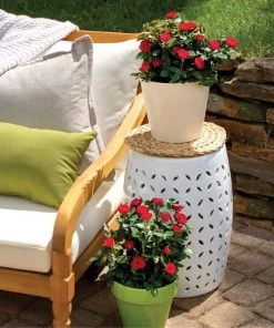 Garden Goods Direct Petite Knock Out® Rose Shrubs