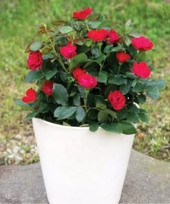Garden Goods Direct Petite Knock Out® Rose Shrubs