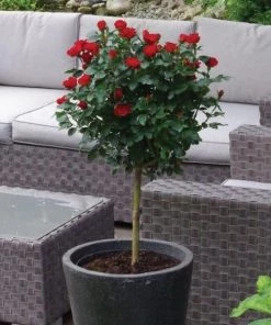 Garden Goods Direct Petite Knock Out® Rose Shrubs