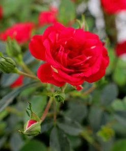 Garden Goods Direct Petite Knock Out® Rose Shrubs