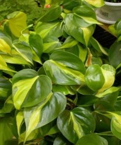 Garden Goods Direct House Plants Philodendron Brasil