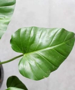 Garden Goods Direct Philodendron Giganteum House Plants