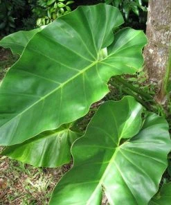 Garden Goods Direct Philodendron Giganteum House Plants