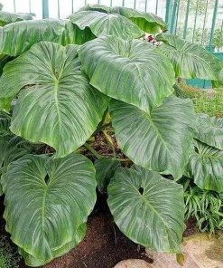 Garden Goods Direct Philodendron Giganteum House Plants