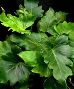 Garden Goods Direct Philodendron Hope House Plants