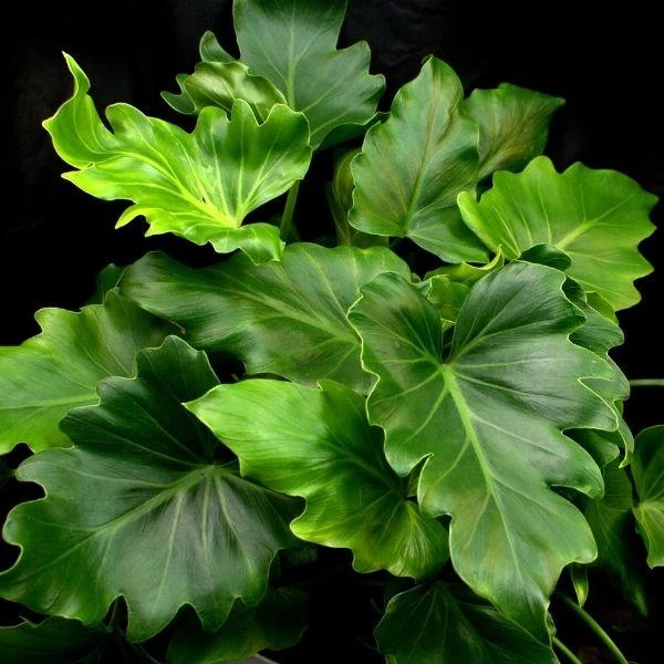 Garden Goods Direct Philodendron Hope House Plants 1 Garden Goods Direct Philodendron Hope House Plants