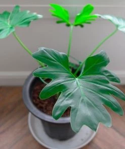 Garden Goods Direct Philodendron Hope House Plants