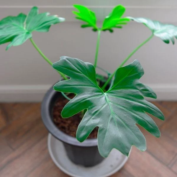 Garden Goods Direct Philodendron Hope House Plants 2 Garden Goods Direct Philodendron Hope House Plants