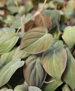 Garden Goods Direct House Plants Philodendron Micans