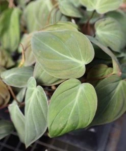 Garden Goods Direct House Plants Philodendron Micans 7 Garden Goods Direct House Plants Philodendron Micans