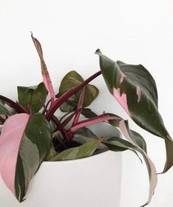 Garden Goods Direct House Plants Pink Princess Philodendron 7 Garden Goods Direct House Plants Pink Princess Philodendron