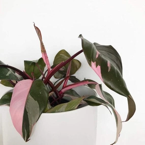 Garden Goods Direct House Plants Pink Princess Philodendron 4 Garden Goods Direct House Plants Pink Princess Philodendron