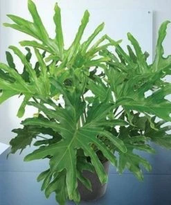 Garden Goods Direct Philodendron Lickety Split House Plants