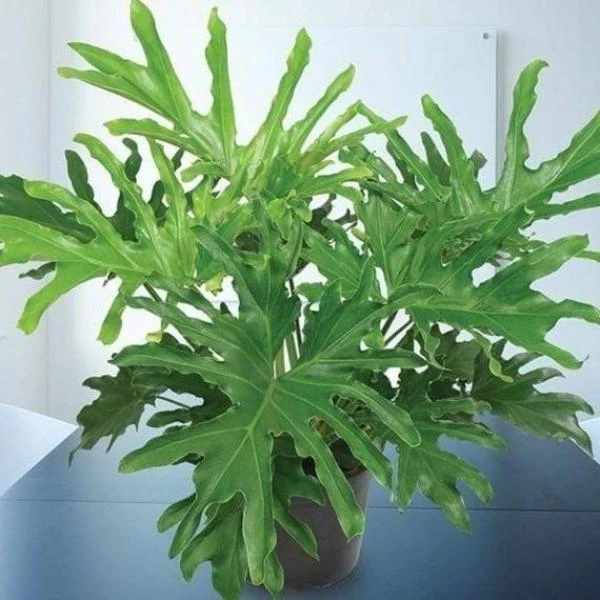 Garden Goods Direct Philodendron Lickety Split House Plants 2 Garden Goods Direct Philodendron Lickety Split House Plants