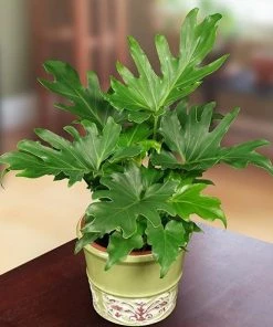 Garden Goods Direct House Plants Philodendron Little Hope