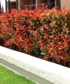 Garden Goods Direct Red Tip Photinia