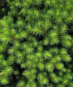 Garden Goods Direct Dwarf Alberta Spruce Trees