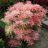 Garden Goods Direct Pieris Flaming Silver Shrubs